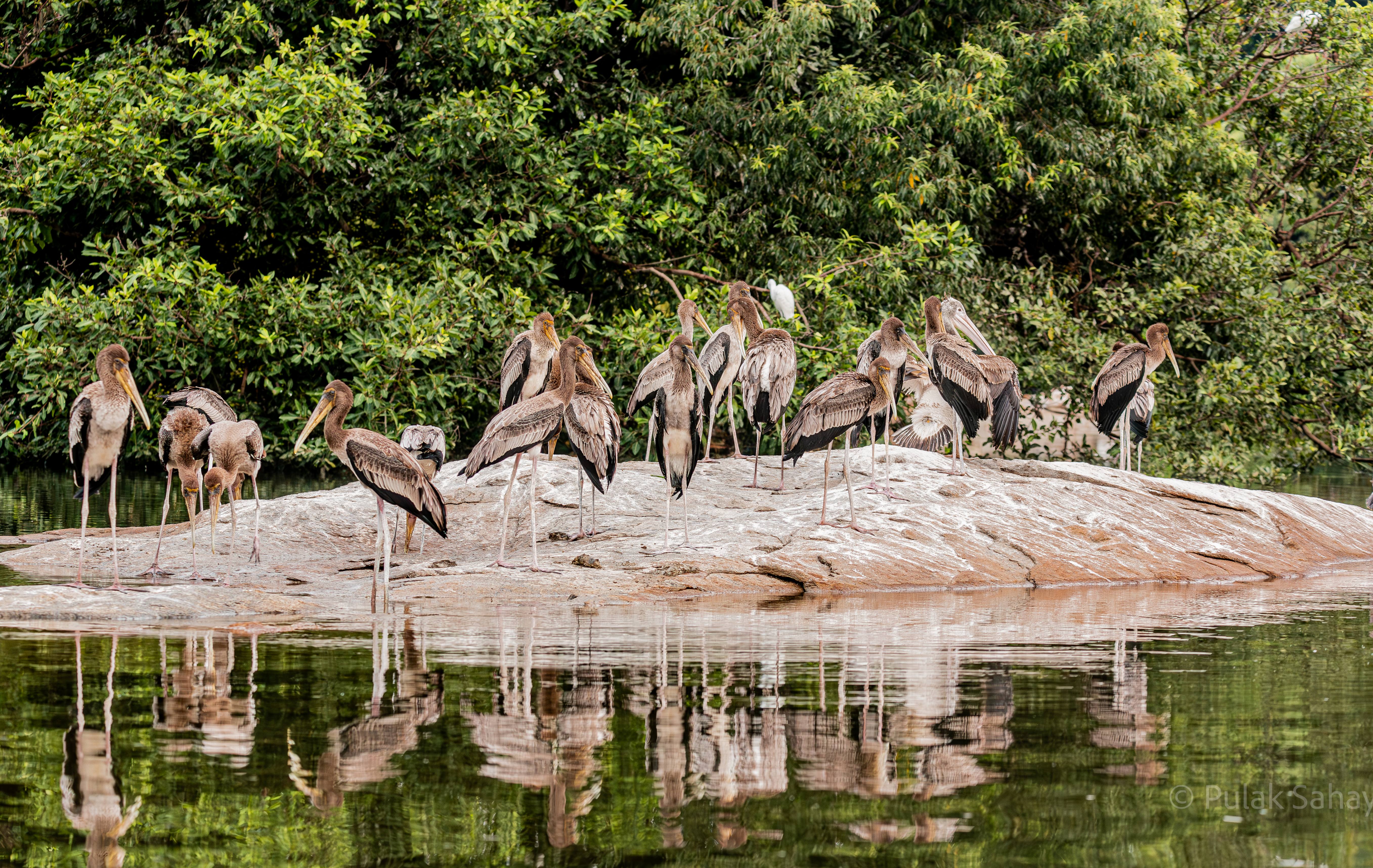 Pelican reflections